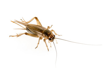 cricket - Gryllus assimilis - feeding insects
