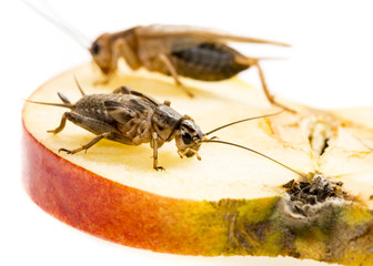 cricket - Gryllus assimilis - feeding insects