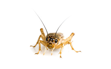 cricket - Gryllus assimilis - feeding insects
