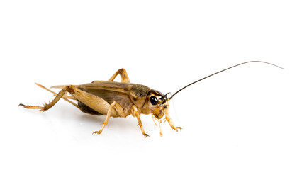 cricket - Gryllus assimilis - feeding insects - obrazy, fototapety, plakaty