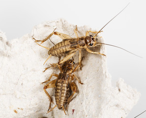 cricket - Gryllus assimilis - feeding insects
