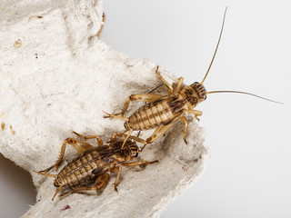 cricket - Gryllus assimilis - feeding insects