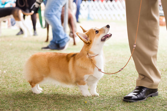 Welsh Corgi standing at a dog show