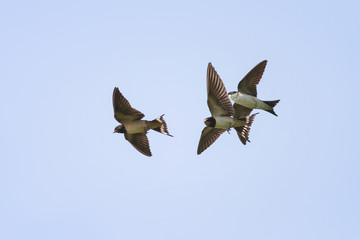  swallows flying high in the blue sky widely spread its wings