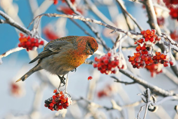  beautiful  bird sitting on the branches covered with frost and frozen eats Rowan berries