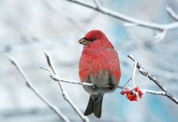 a beautiful red bird sitting on the branches covered with frost and frozen eats Rowan berries
