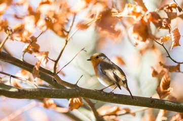 Cute red robin bird perched up in an autumn leaf tree