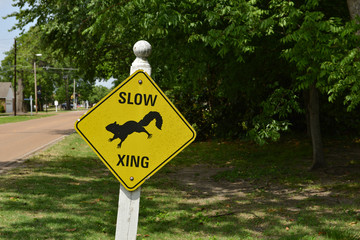 langsam fahren Vorsicht Grauh&ouml;rnchen