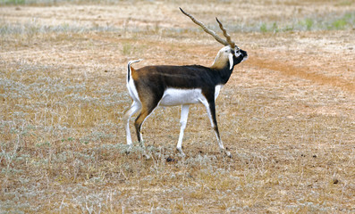 Male Blackbuck Antelope walking across dry grassland