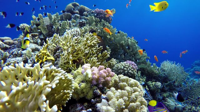 Coral reef and beautiful fish.
.Life in the ocean. Tropical fish and coral reefs. Beautiful corals. Underwater life in the ocean.  Minimal video processing. Natural environmental conditions.
