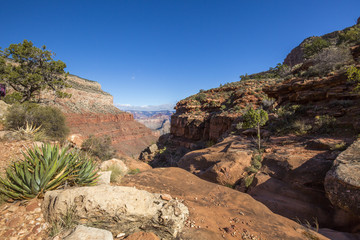 Grand Canyon with rocks and trees