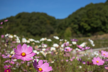 Fully Bloomed Colorful Cosmos on Mountain Landscape in October
