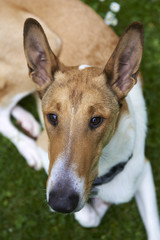 Male pure breed golden smooth (short haired) collie lying on the grass

