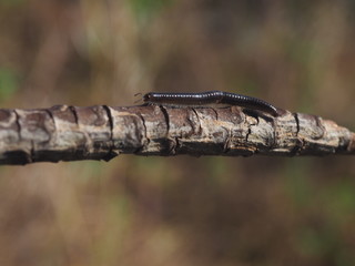 Millepiedi