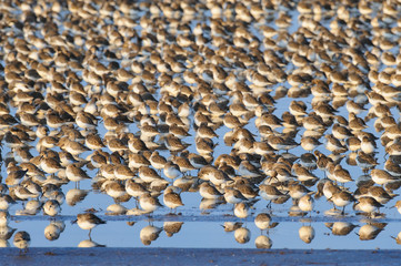 Dunlins on Shore