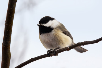 Black-capped chickadee on branch
