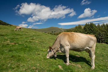 The pasture in the mountains. Cows grazing on the hills. Italy.