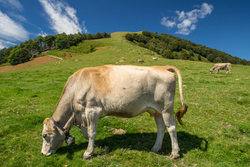 The pasture in the mountains. Cows grazing on the hills. Italy.