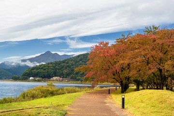 Leaves in Japan autumn season