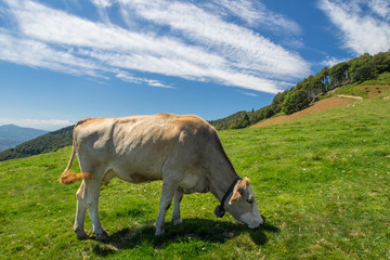 The pasture in the mountains. Cows grazing on the hills. Italy.
