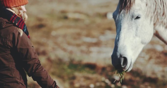 Woman hand feeding white horse and petting head Lifestyle animal and people friendship and Travel concept