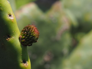 Infiorescenze di un Cactus