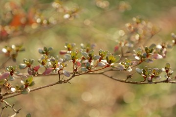Small green and red leaves with bokeh