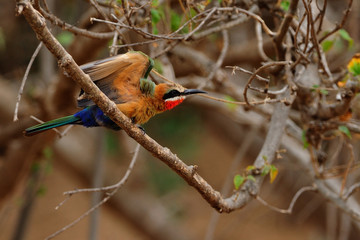 White-fronted bee-eater