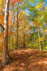 Woman walking into  beautiful autumn forest.
