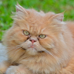 Persian cat, head