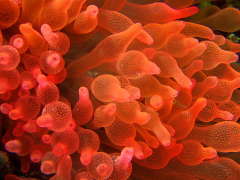 Anemonen