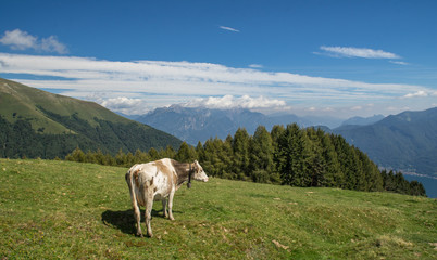 Obraz premium The pasture in the mountains. Cows grazing on the hills. Italy.