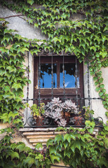 Fototapeta na wymiar Window in vines