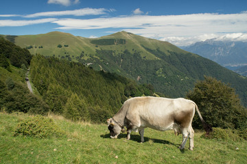 Fototapeta na wymiar The pasture in the mountains. Cows grazing on the hills. Italy.