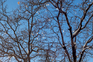 Blue Sky, Climate Change winter at Southern California, Big Bear