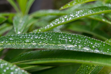 Mystical forest, Ribeiro Frio, Madeira, Portugal, Europe 