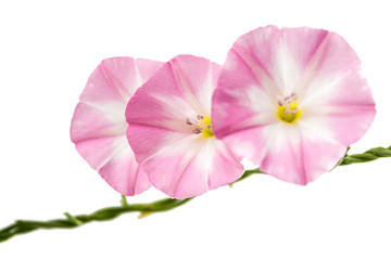 Pink bindweed isolated