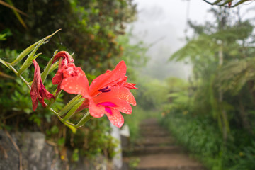 Mystical forest, Ribeiro Frio, Madeira, Portugal, Europe 