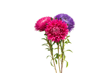 a bouquet of asters isolated
