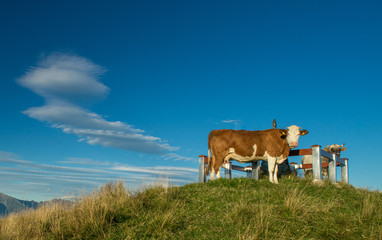 The pasture in the mountains. Cows grazing on the hills. Italy.