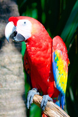 Parrot Ara red