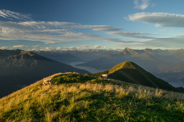 The pasture in the mountains. Cows grazing on the hills. Italy.