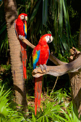 Parrot Ara red