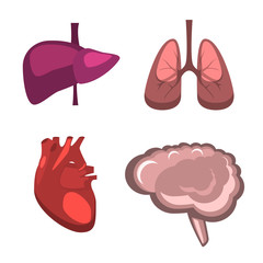 Human internal organs vector liver, brain, lungs, heart medicine anatomy.