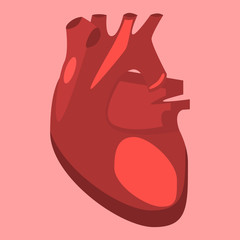 Human internal organs vector heart medicine anatomy.
