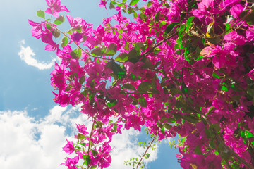 Branches with pink flowers and green leaves of bougainvillea aga