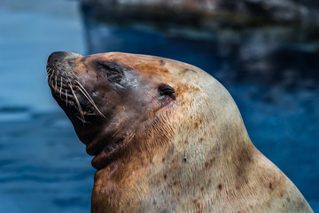 Seal profile