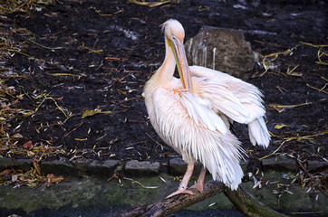 Pelican ruffling feathers