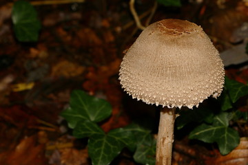 Junger Parasolpilz, Riesenschirling, Macrolepiota procera