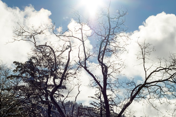 Bright Backlight, Climate Change at Southern California, Big Bea